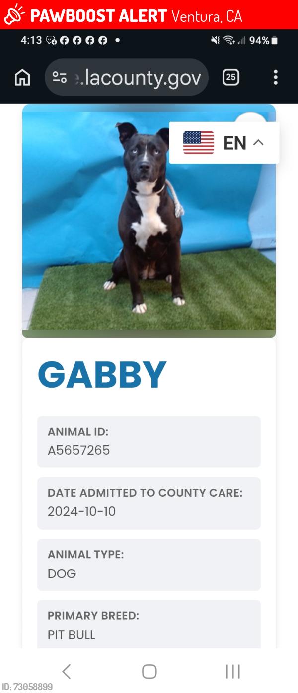 Lost Female Dog last seen McGrath st, Ventura, CA 93003