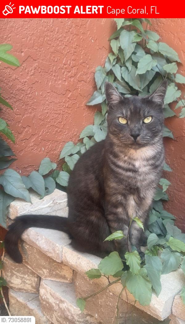 Lost Male Cat last seen Near Pepper, t-mobile, subway, great clips, Cape Coral, FL 33914