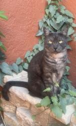 Lost Male Cat last seen Near Pepper, t-mobile, subway, great clips, Cape Coral, FL 33914