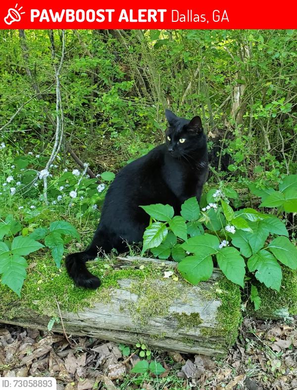 Lost Male Cat last seen Thomas rd, Dallas, GA 30132