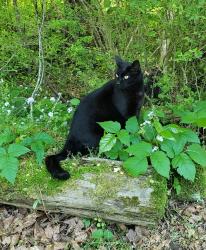 Lost Male Cat last seen Thomas rd, Dallas, GA 30132