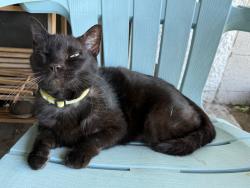 Lost Male Cat last seen Seminole Ave and Wayman Street, Longwood, FL 32750