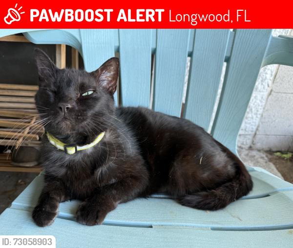 Lost Male Cat last seen Seminole Ave and Wayman Street, Longwood, FL 32750