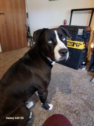 Lost Male Dog last seen S Broadway, Gardena, CA 90248