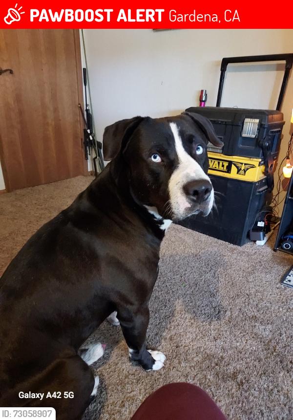 Lost Male Dog last seen S Broadway, Gardena, CA 90248