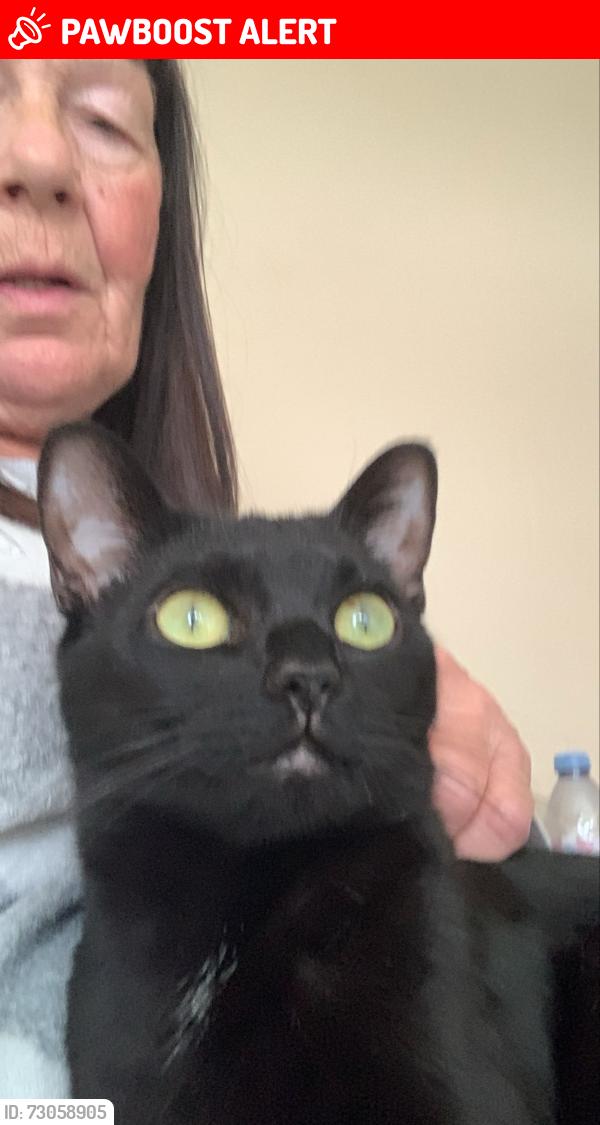 Lost Female Cat last seen Ln22et, New Boultham, England 