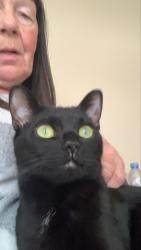 Lost Female Cat last seen Ln22et, New Boultham, England 