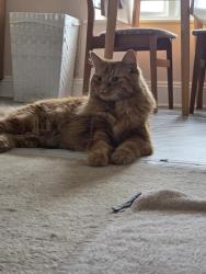 Reunited Male Cat last seen Lansdowne Hill Evangelical Church , Norwood, England SE27 0LP