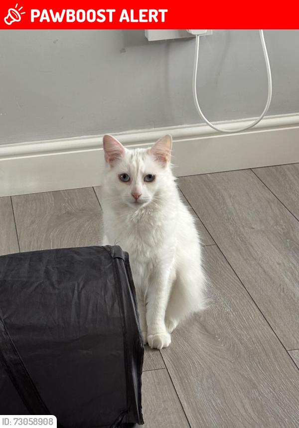 Lost Female Cat last seen Longton, Longton, England ST3 1AT