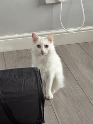 Lost Female Cat last seen Longton, Longton, England ST3 1AT