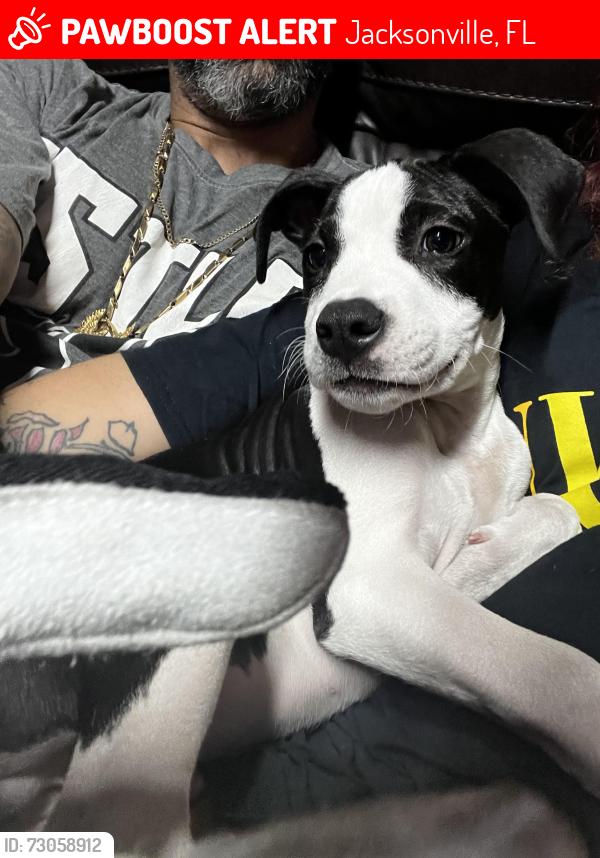 Lost Male Dog last seen Fish and jones rd Jacksonville fl, Jacksonville, FL 32220