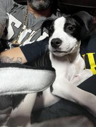 Lost Male Dog last seen Fish and jones rd Jacksonville fl, Jacksonville, FL 32220