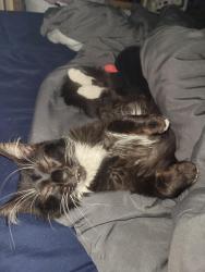 Lost Male Cat last seen Just past the 4 way connecting Depo and Center star rd, Ragland, AL 35131