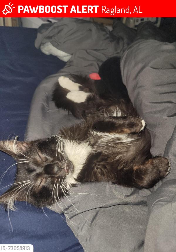 Lost Male Cat last seen Just past the 4 way connecting Depo and Center star rd, Ragland, AL 35131