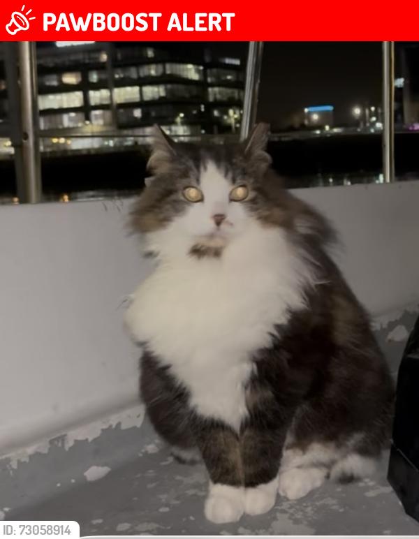 Lost Female Cat last seen Titanic quarter, Belfast, Northern Ireland BT3 9DH