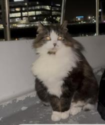 Lost Female Cat last seen Titanic quarter, Belfast, Northern Ireland BT3 9DH