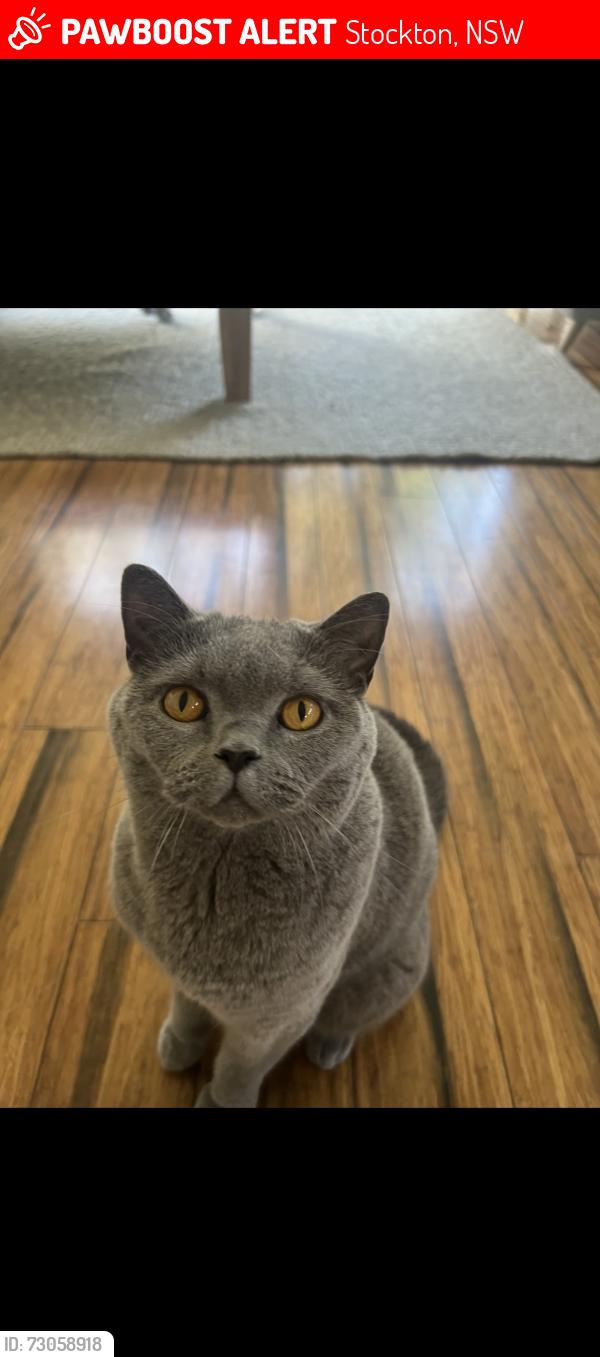 Lost Male Cat last seen Near Hereford street Stockton, Stockton, NSW 2295