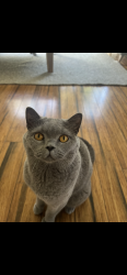Lost Male Cat last seen Near Hereford street Stockton, Stockton, NSW 2295