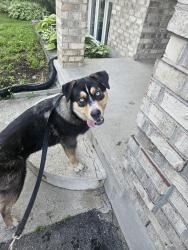 Found/Stray Unknown Dog last seen Marconi and yarmouth, London, ON N5V