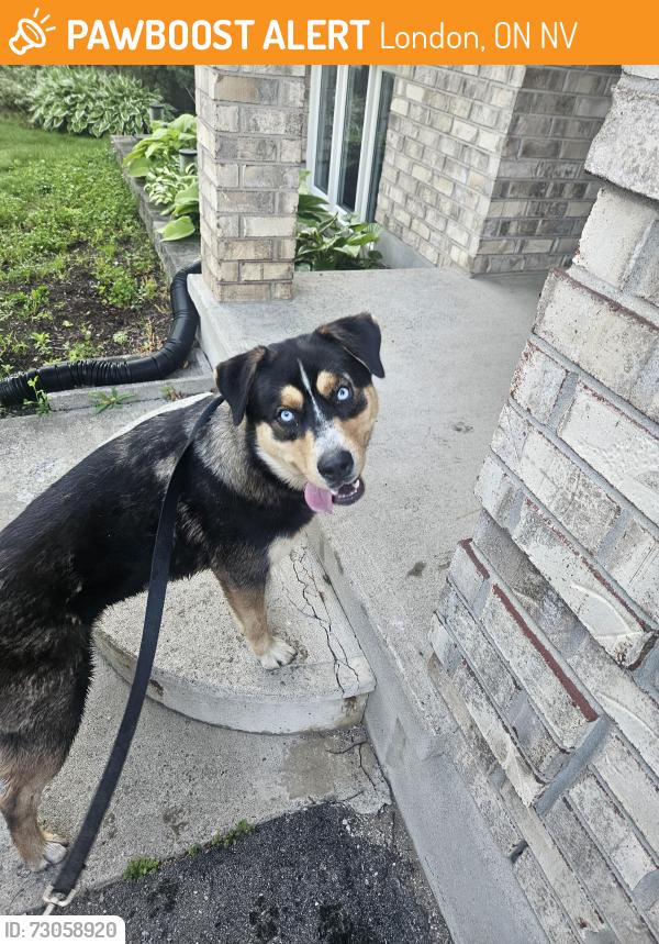 Found/Stray Unknown Dog last seen Marconi and yarmouth, London, ON N5V