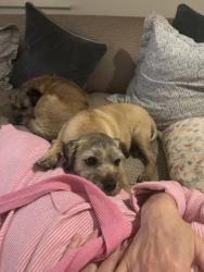 Lost Female Dog last seen Grange lane, Little Dunmow, England CM6 3HY
