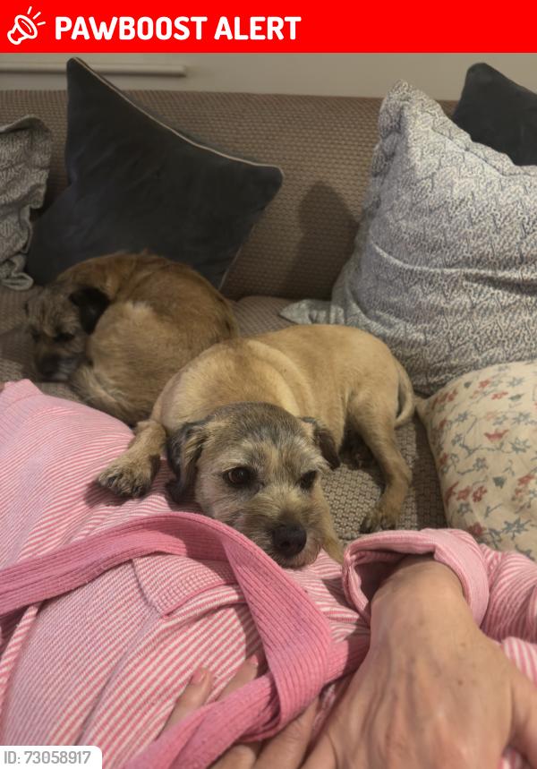 Lost Female Dog last seen Grange lane, Little Dunmow, England CM6 3HY