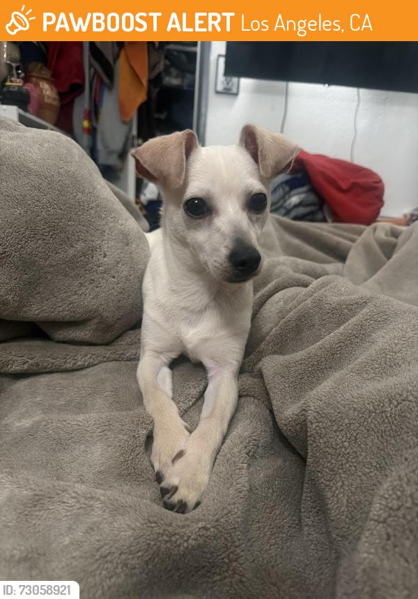 Found/Stray Male Dog last seen 3rd Witmer st, Los Angeles, CA 90017