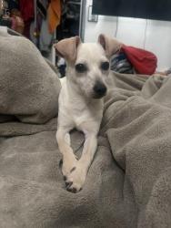 Found/Stray Male Dog last seen 3rd Witmer st, Los Angeles, CA 90017