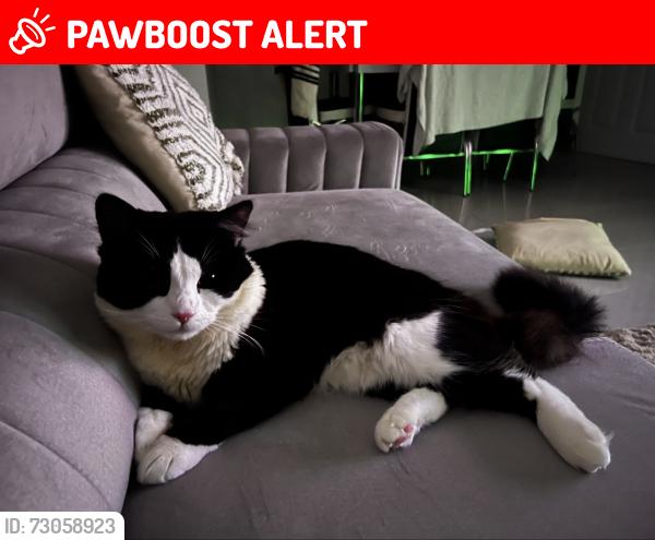 Lost Male Cat last seen cranford drive , Greater London, England UB3 4LA
