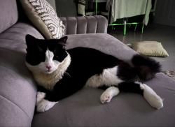 Lost Male Cat last seen cranford drive , Greater London, England UB3 4LA