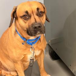 Reunited Male Dog last seen hopkins church road, Allegheny County, PA 15143