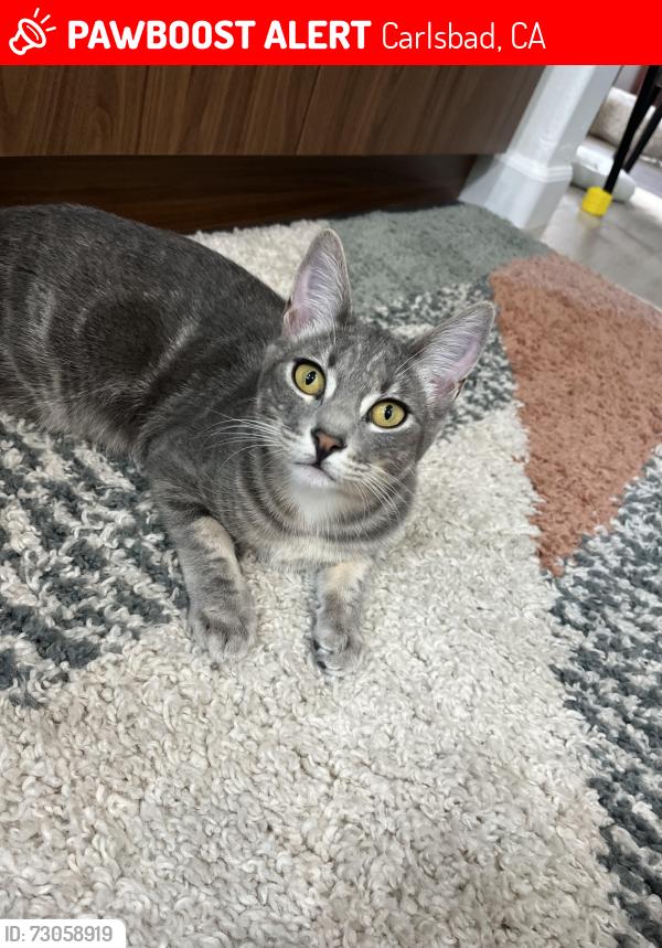 Lost Female Cat last seen Aviara & El Camino, Carlsbad, CA 92011