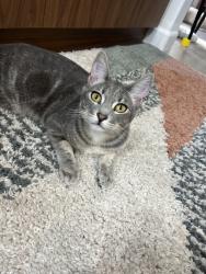 Lost Female Cat last seen Aviara & El Camino, Carlsbad, CA 92011