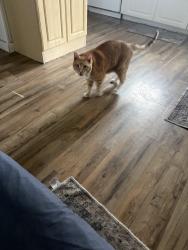 Reunited Male Cat last seen White Memorial Church Rd and Tranquil Lane in Willow Springs , Willow Spring, NC 27592