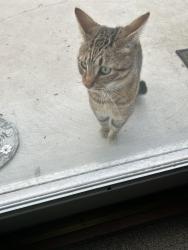 Found/Stray Unknown Cat last seen Crossroad Bakertown and fourth, Buchanan, MI 49107