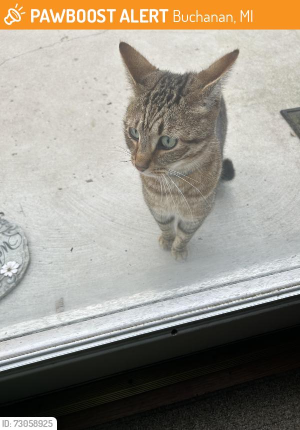 Found/Stray Unknown Cat last seen Crossroad Bakertown and fourth, Buchanan, MI 49107