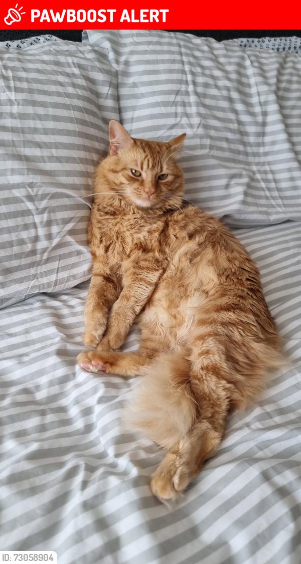 Lost Male Cat last seen Tw4 7nh, Cranford, England TW4 7NH