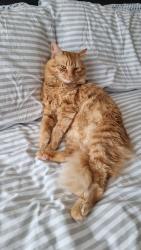Lost Male Cat last seen Tw4 7nh, Cranford, England TW4 7NH