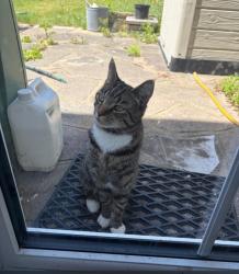 Lost Male Cat last seen Hornchurch Road , Greater London, England RM11 1JL