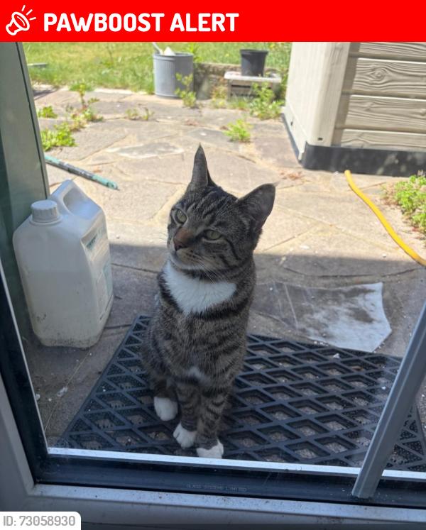 Lost Male Cat last seen Hornchurch Road , Greater London, England RM11 1JL