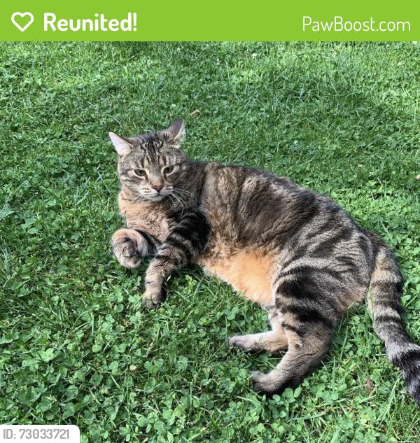 Reunited Male Cat last seen Near Baird Court - Winston Churchill and Burhamthorpe , Mississauga, ON L5L 1P2