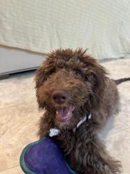 Found/Stray Male Dog last seen Hominy Creek Rd, Candler, NC 28715
