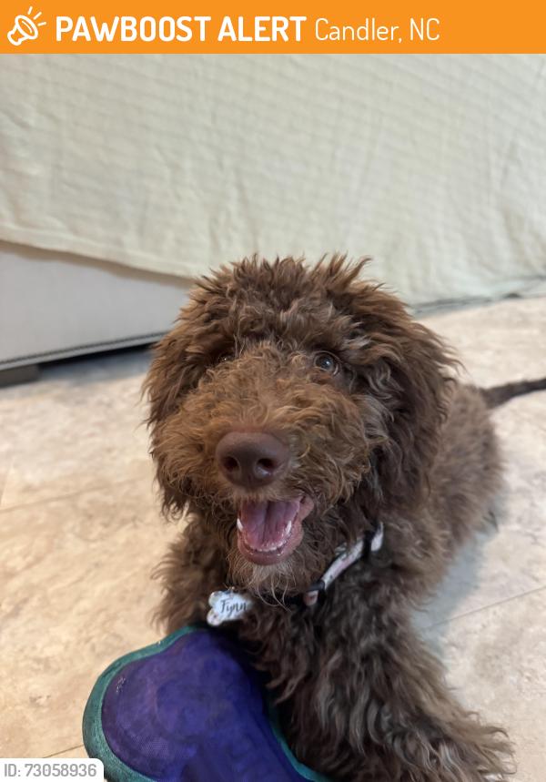 Found/Stray Male Dog last seen Hominy Creek Rd, Candler, NC 28715