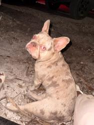 Lost Female Dog last seen Near and 124th ave , Homestead, FL 33032