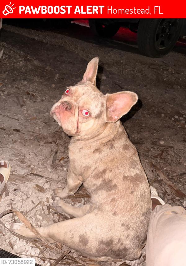 Lost Female Dog last seen Near and 124th ave , Homestead, FL 33032