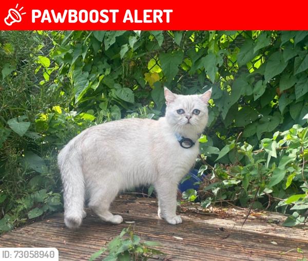 Lost Male Cat last seen Londom, Greater London, England E17 5HN