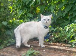 Lost Male Cat last seen Londom, Greater London, England E17 5HN