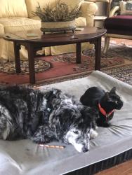 Lost Male Cat last seen Palladium Drive, Surfside Beach, SC 29575