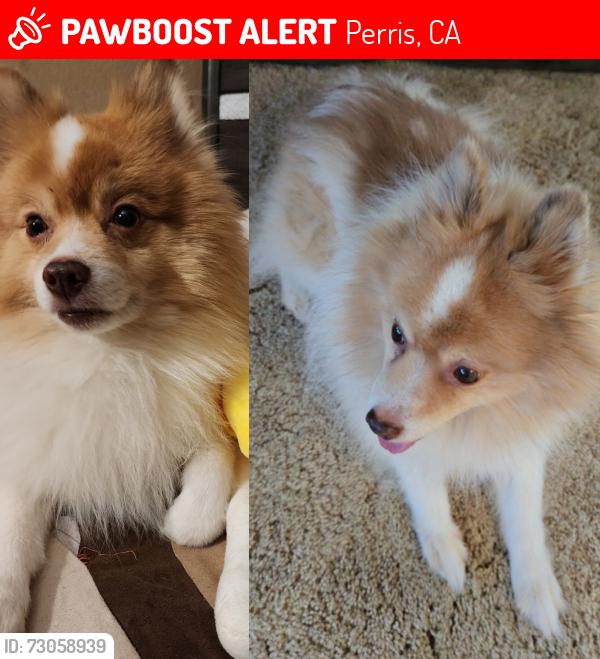 Lost Male Dog last seen Eureka St, Placentia Avenue, Perris, CA 92571