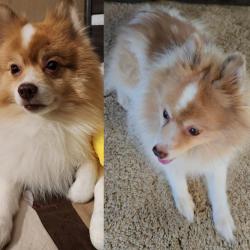 Lost Male Dog last seen Eureka St, Placentia Avenue, Perris, CA 92571